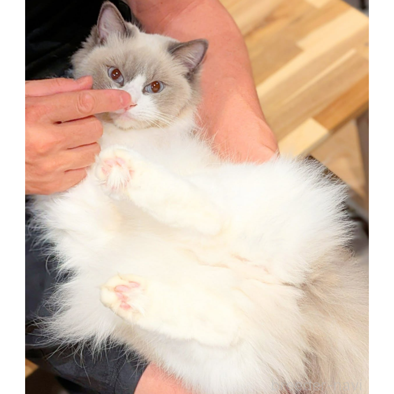 ミミちゃん1枚目